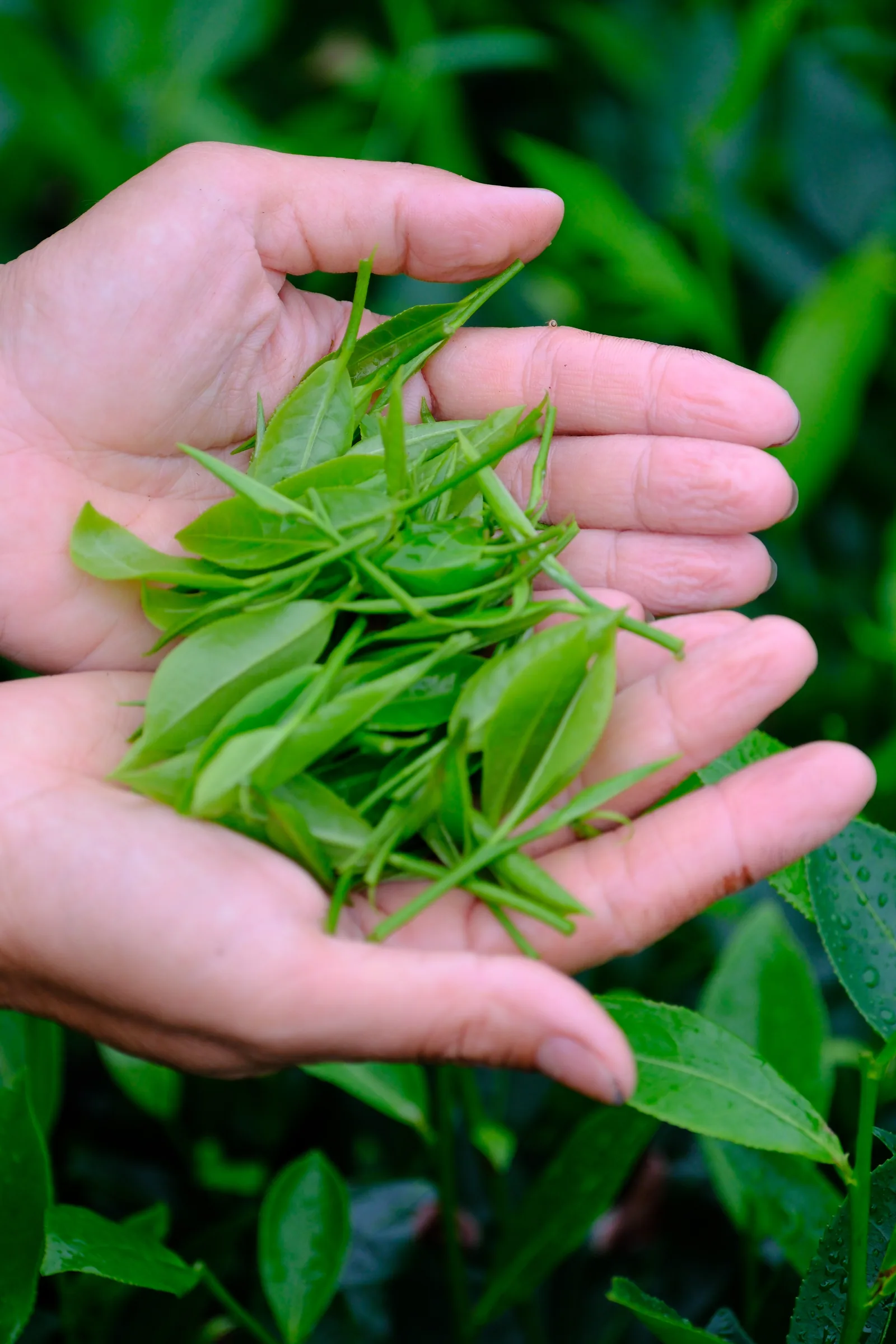 Đôi tay người hái trà với búp trà tươi